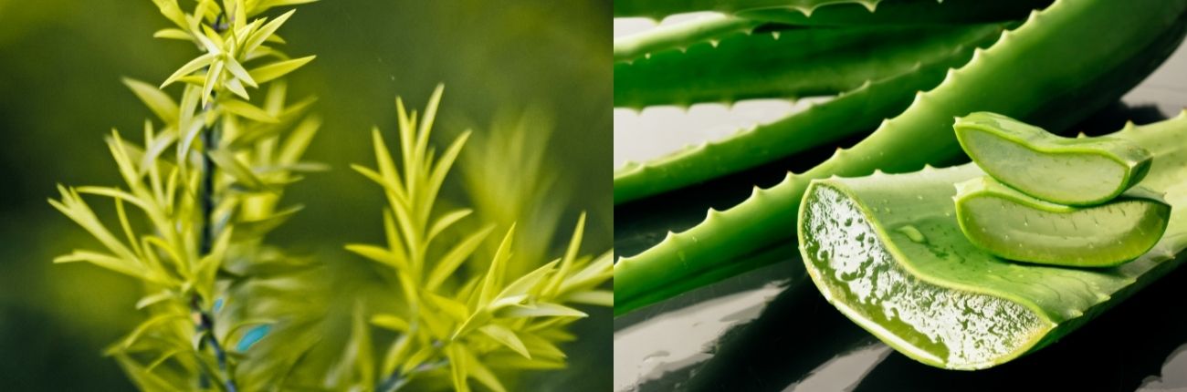 This is an image on a blog on Aloe Vera and Tea tree on www.sublimelife.in