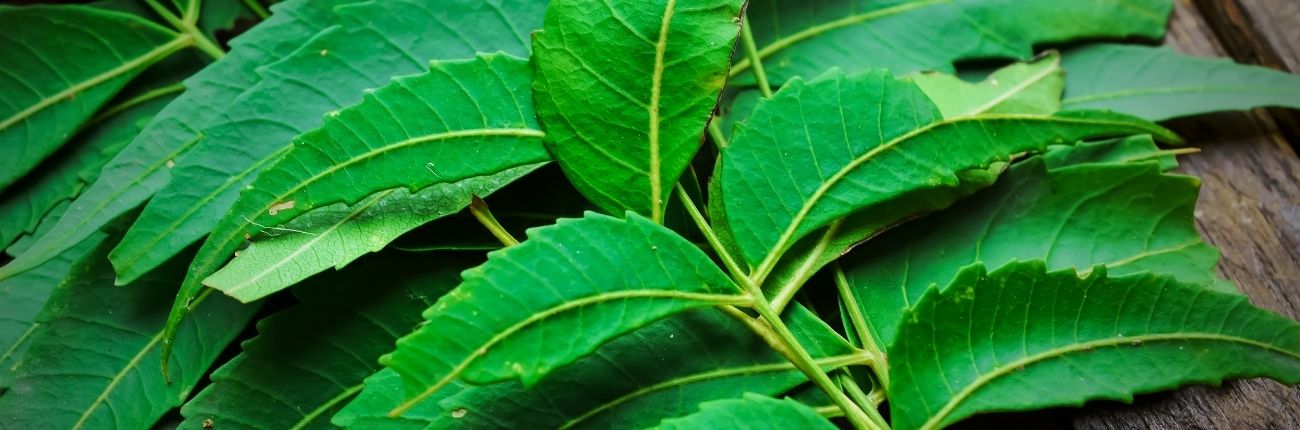 This is an image for a blog on Neem for skin and body on www.sublimelife.in www.sublimelife.in