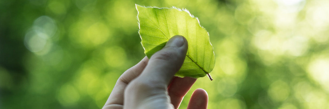 This is a header image of The path to a more sustainable lifestyle on www.sublimelife.in
