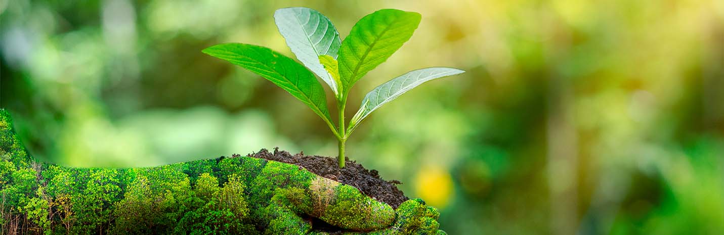 This is a header image of Ways To Sustainably Enjoy The Festive Season on www.sublimelife.in