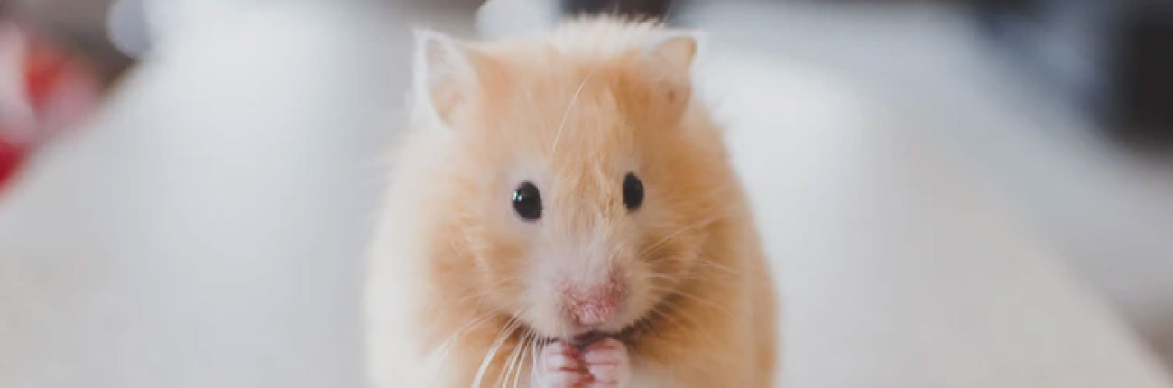 An image for a blog on Cruelty- Free Products now on www.sublimelife.in