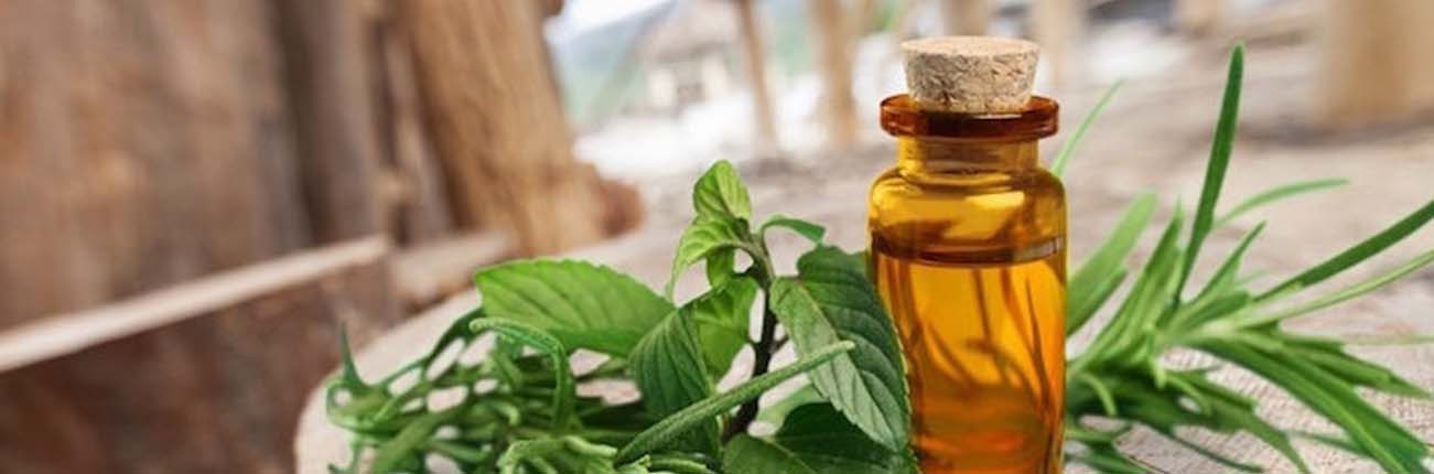 Taking the Tea Tree route: Ingredient Spotlight