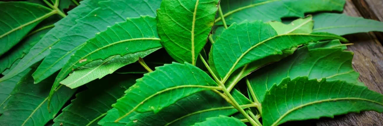 This is an image for a blog on Neem for skin and body on www.sublimelife.in www.sublimelife.in 