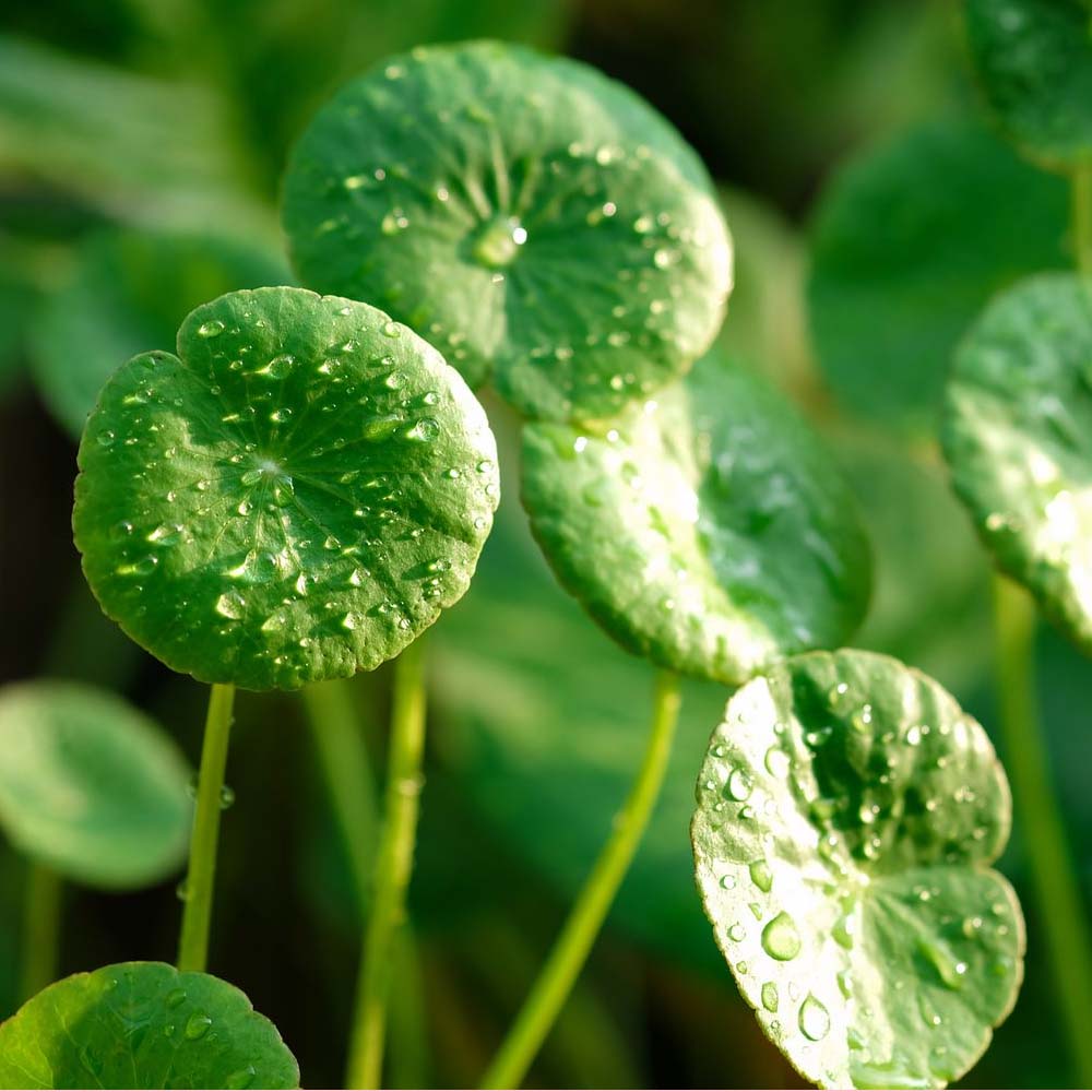 This is a header image of Benefits of Centella Asiatica for the skin on www.sublimelife.in