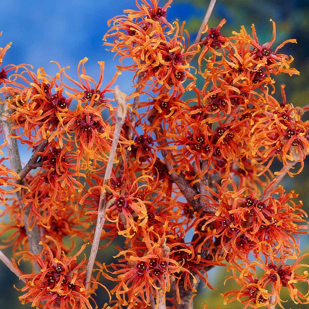 This is a header image of Witch Hazel: A Natural Skincare Wonder - Ingredient Spotlight on www.sublimelife.in