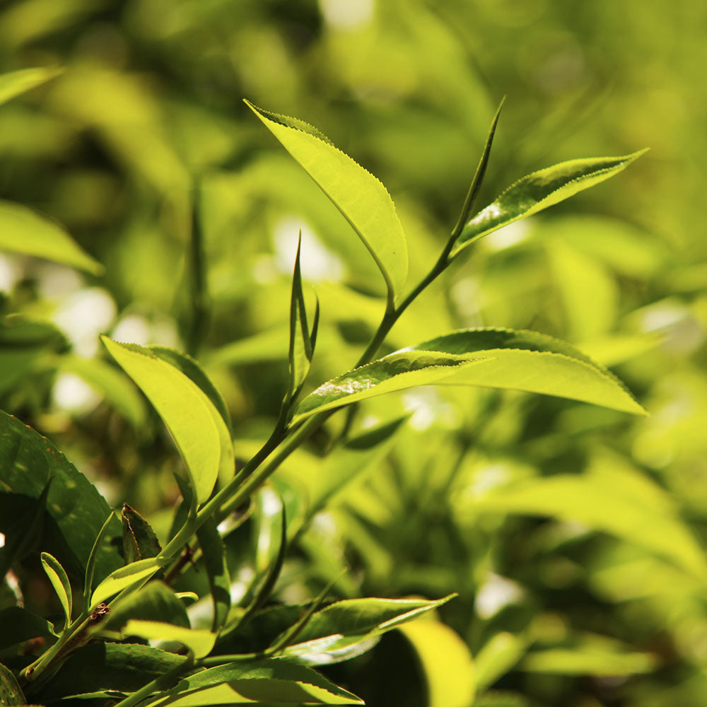 This is a header image of Green Tea - The Superhero Ingredient for Everything on www.sublimelife.in
