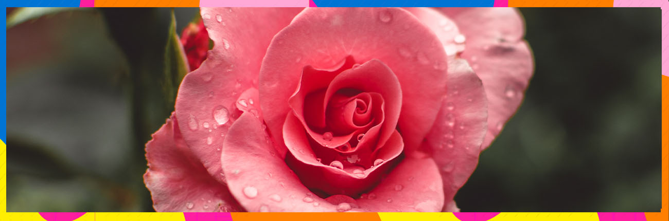 This is a header image of Benefits of Rose water and unusual ways to use it on www.sublimelife.in