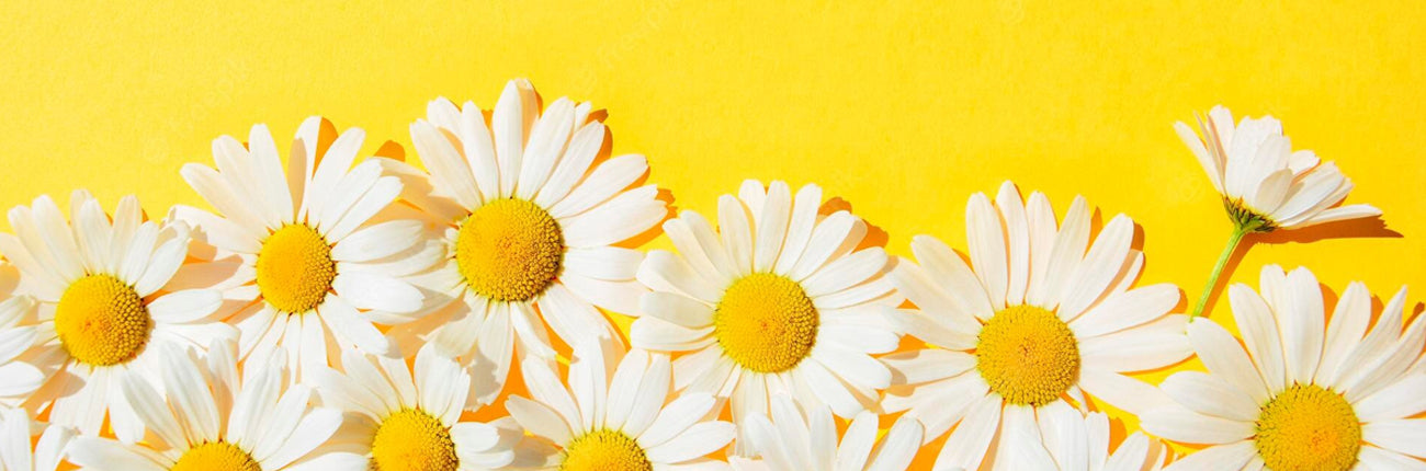 The flower that can beat stress for your body, skin, and mind- Chamomile