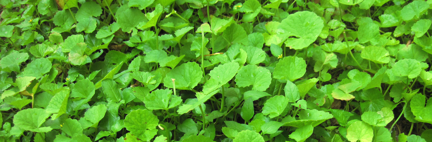 This is an image of Centella Asiatica the important K-beauty and Ayurvedic ingredient on www.sublimelife.in 